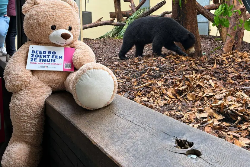 1 Beer Bo zoekt een 2e thuis - Burgers Zoo