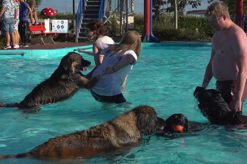 2 foto honden zwemmen jos kruisbergen