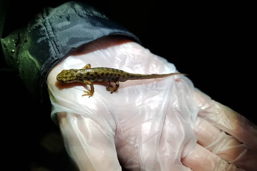 29063707 1986870184973751 1694070832176830374 n