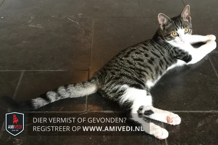 32104900 1587948417971052 8480459766865330176 n