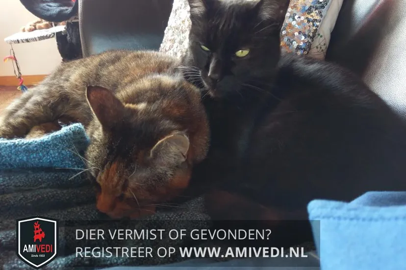 34049720 1608758575890036 3789621083175387136 n