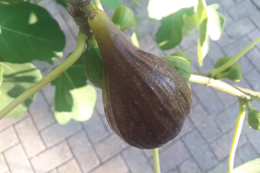 37132793 2074633002577724 1366856445550657536 n