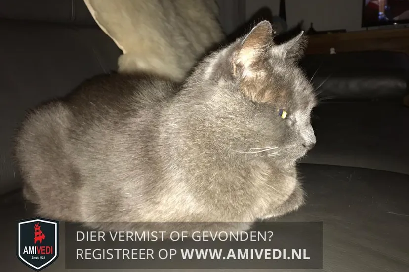 39760728 1734635089969050 690577470717427712 n