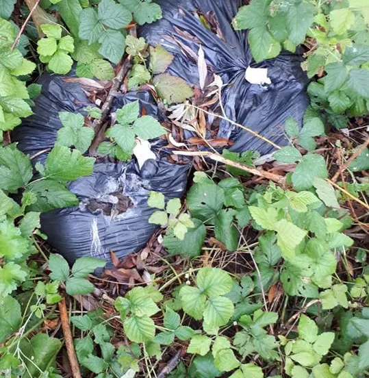 40390743 2095847557112274 7220809037917454336 n