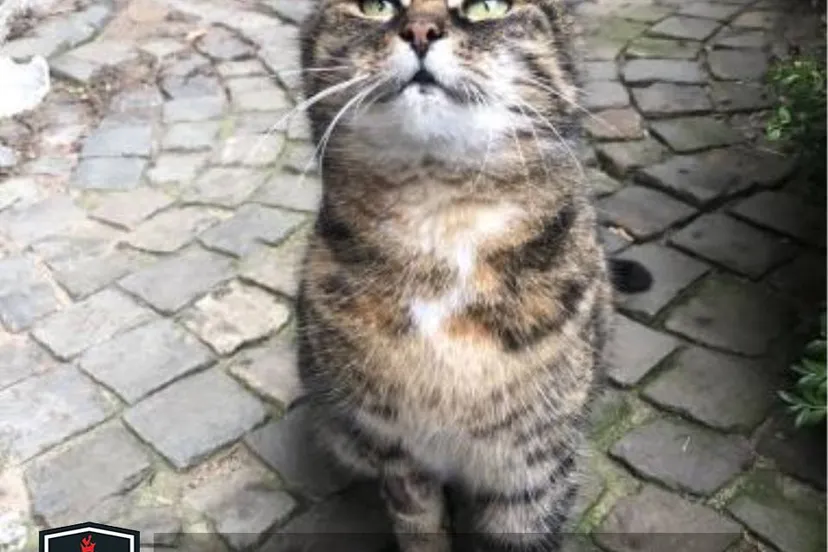 50631265 1948260278606529 1994548993689911296 n1