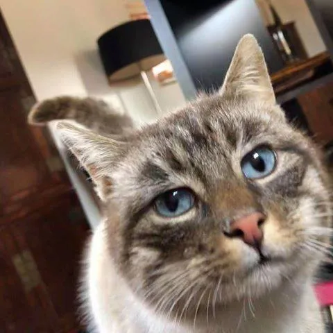 53063696 320940465274972 4025061719939219456 n