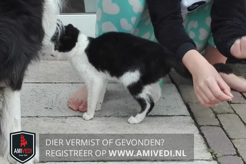 53731918 2011505545615335 6313562703478652928 n