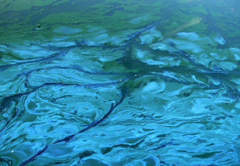 800px efflorescence verte 4 cyanobacteria