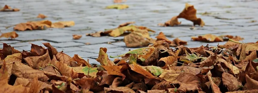 autumn 1685924 960 720