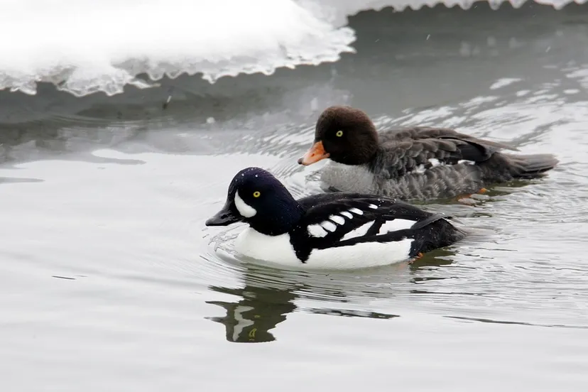 barrows goldeneye 2124866 960 720