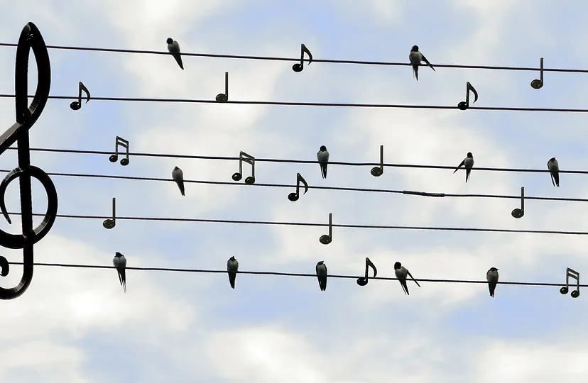 birds 2672101 960 720