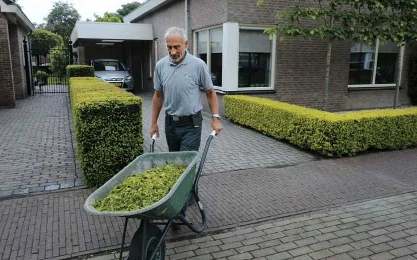 chauffeur met taxussnoeisel 915x518