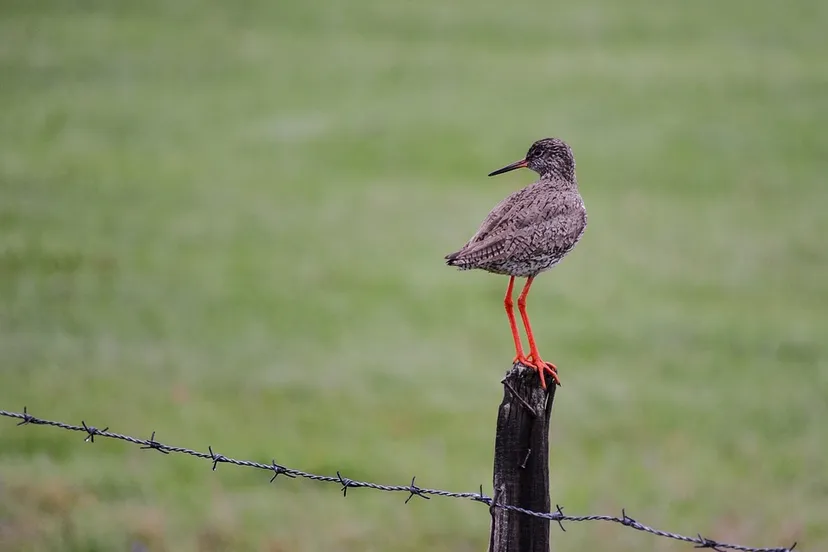 common redshank 2955862 960 720