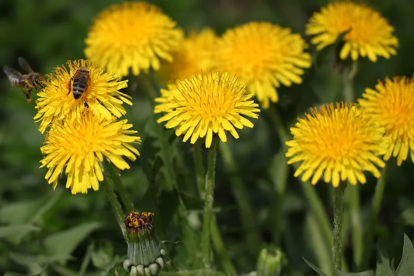 dandelion 3328829 960 720