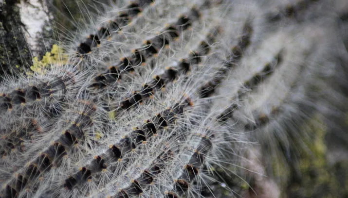 eikenprocessierups 715x408