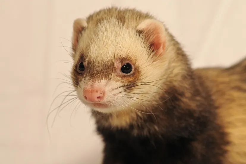 ferret 1880601 960 720