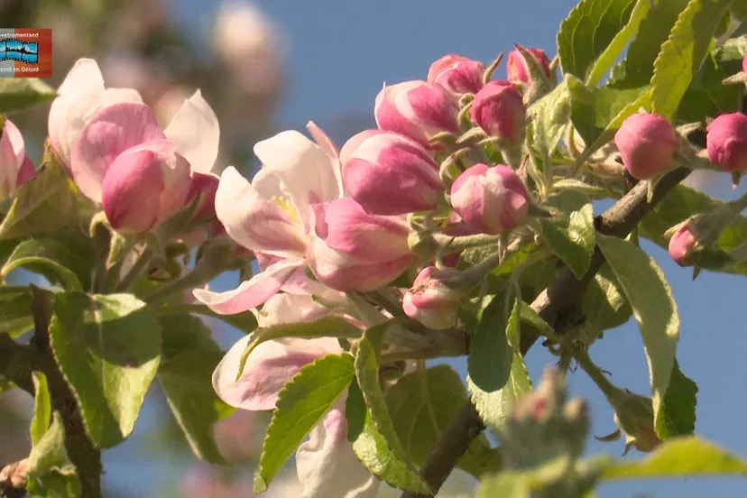 foto jos kruisbergen appelbloesem