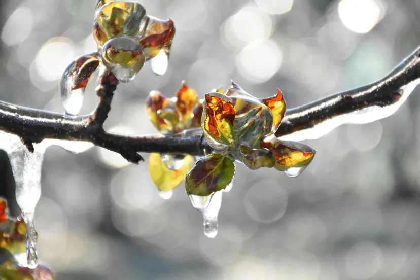 fruit trees 5159110 1920