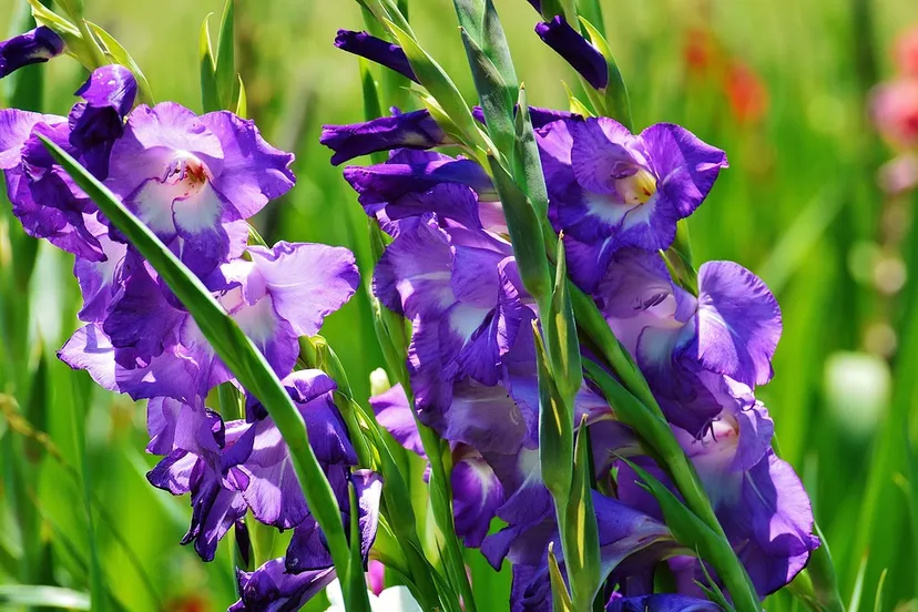 gladiolus 1528953 960 720