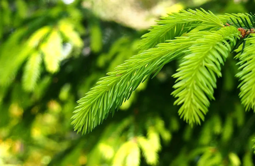 iglak 2354733 960 720