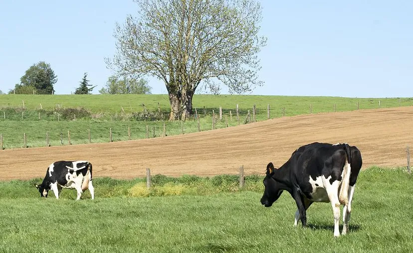 koeien in de wei dendoktoor pixabay