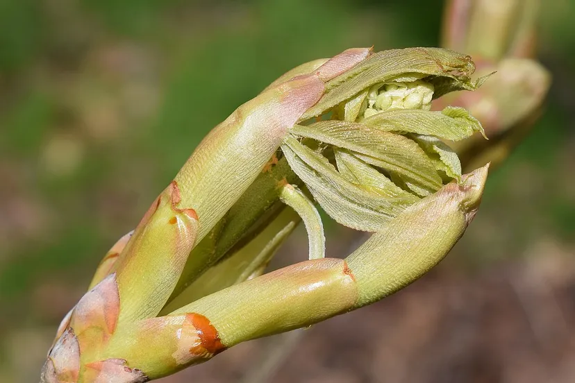 leaves and flower bud 2133669 960 720