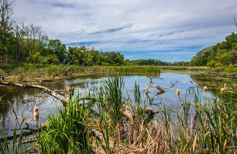 nature 1464696 960 720