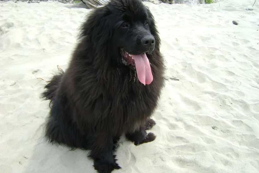 newfoundland 2078383 960 720