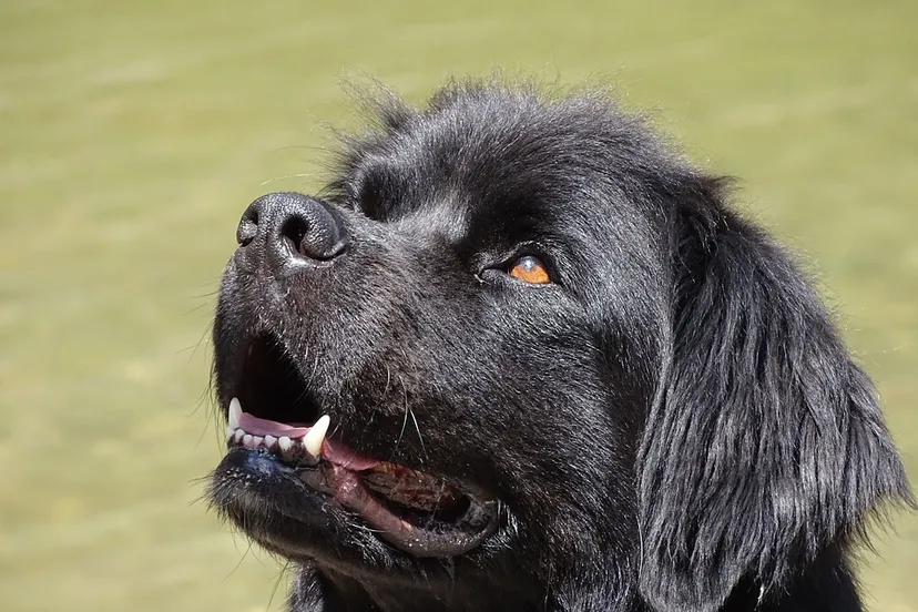 newfoundland 609531 960 720