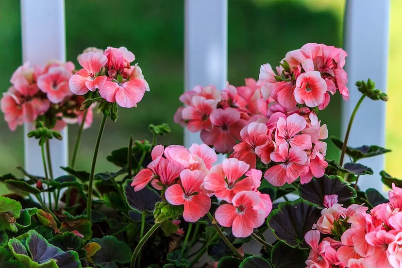 pink geranium 2729139 960 720