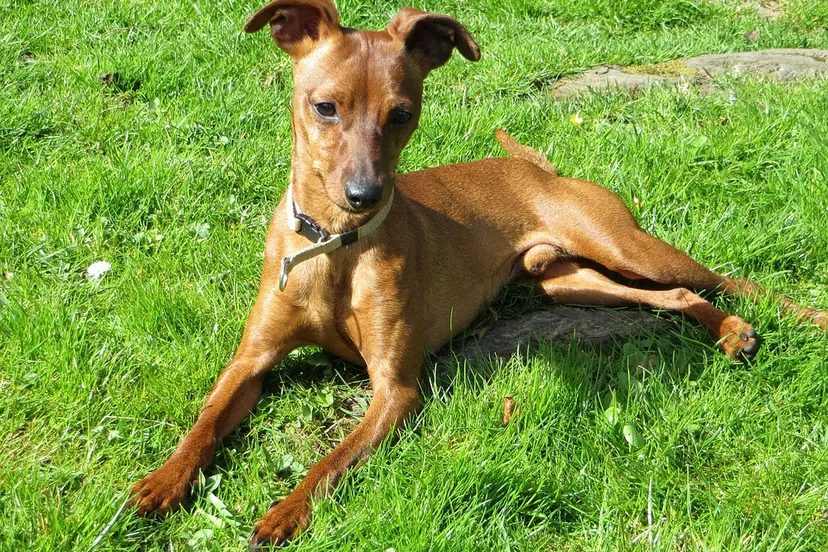 reh pinscher 1220591 960 720