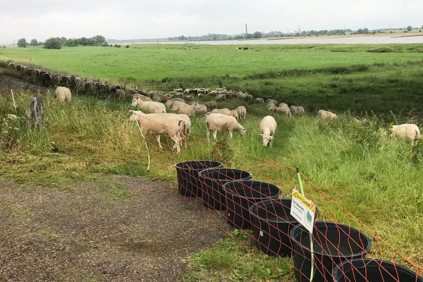 schapen van ton bouman