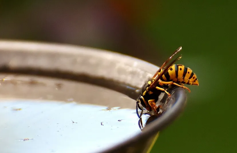 wasp 2369191 960 720