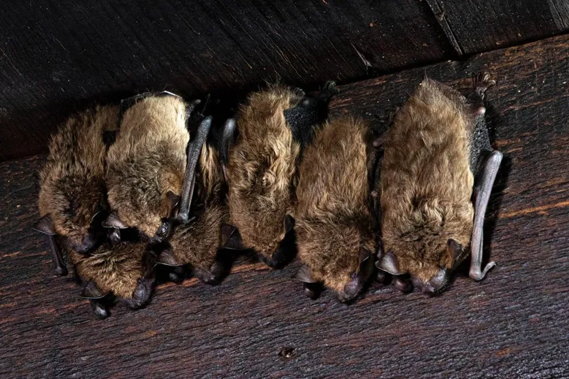 vleermuizen 04 klein 1024x683