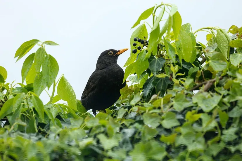 blackbird-7985552_1280