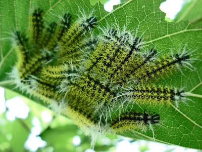 bestrijding-eikenprocessierups