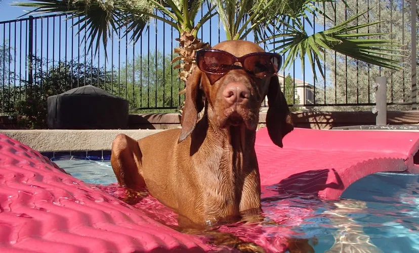 dog-pool-julie-holmes