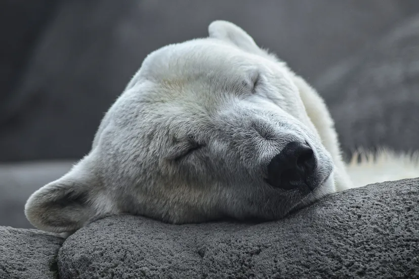 icebear 4496437 1920