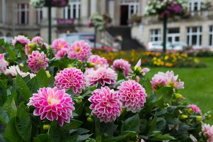 pixabay niek verlaan dahlia 416982 1280
