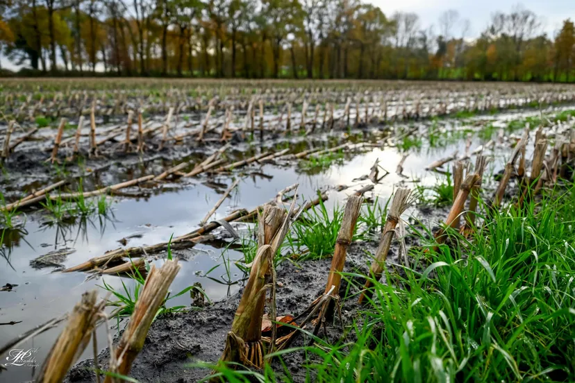 wdod natt natter natst scaled