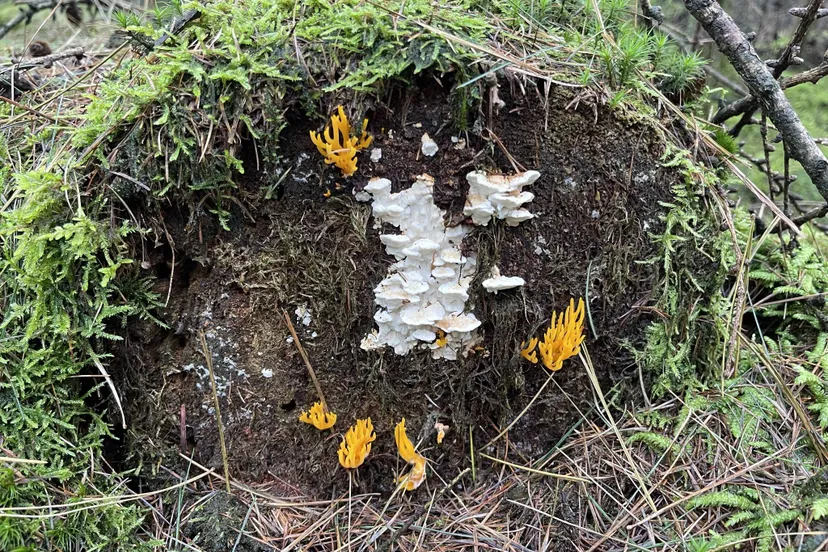 pn kleverig koraalzwammetje