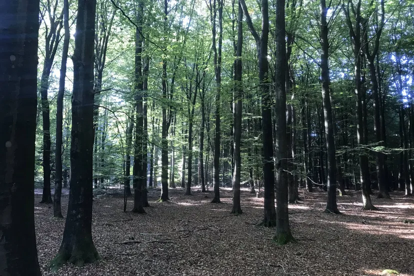 pn natuur dwingeklderveld