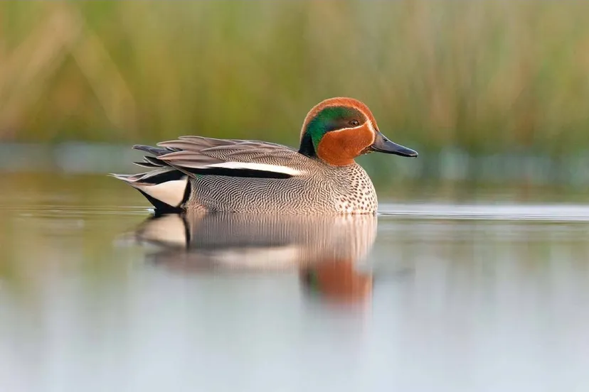 uffelte wintertaling foto alex huizinga
