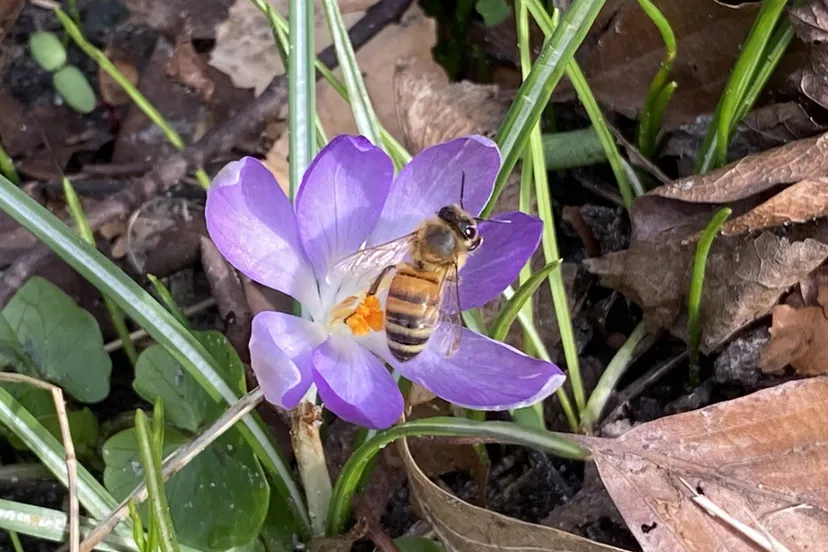 vled gropen krokus met honingbij