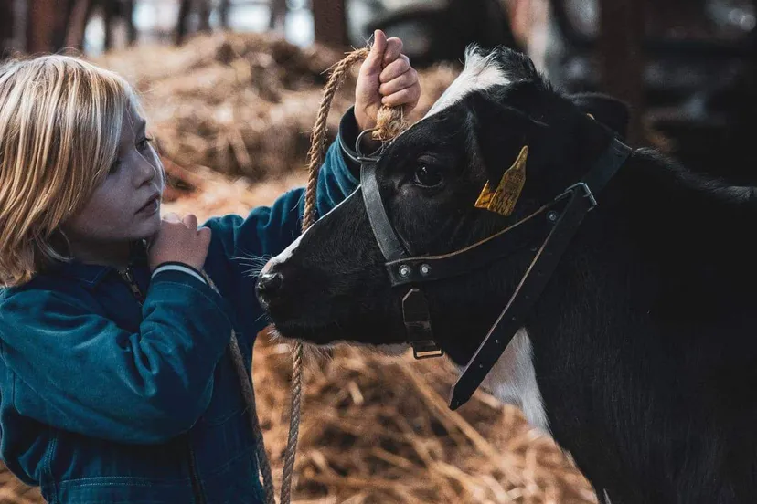 wan zw drenthe koeien haralt timmerman 7 jaar