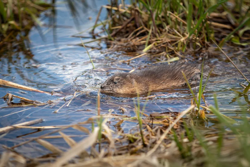 wdod foto wdodelta muskusrat in het water