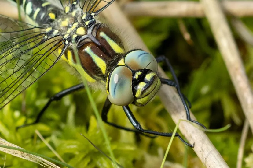 mep 24 augustus libellen excursie fotograaf anette plinck
