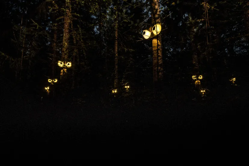 diever roestvrij uilenogen beeld uit het schitterende bos editie 2023 fotograaf marinus vroom v2