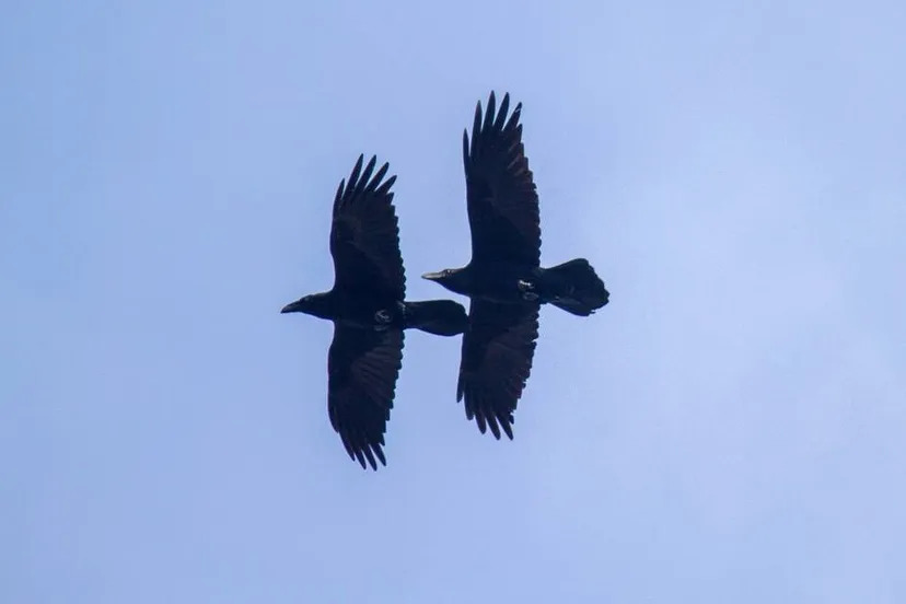 uff raven foto mignonvan den wittenboer