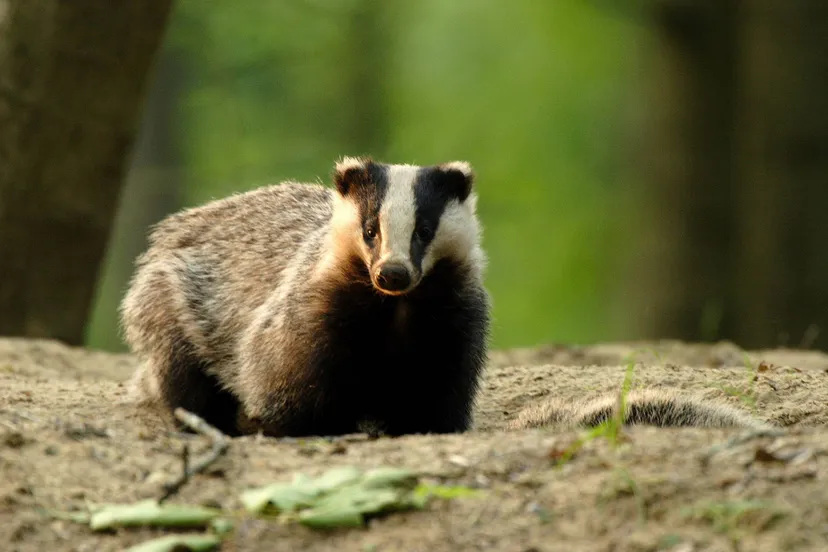 drfrw krachtdieren van het drents friese wold aaldrik pot